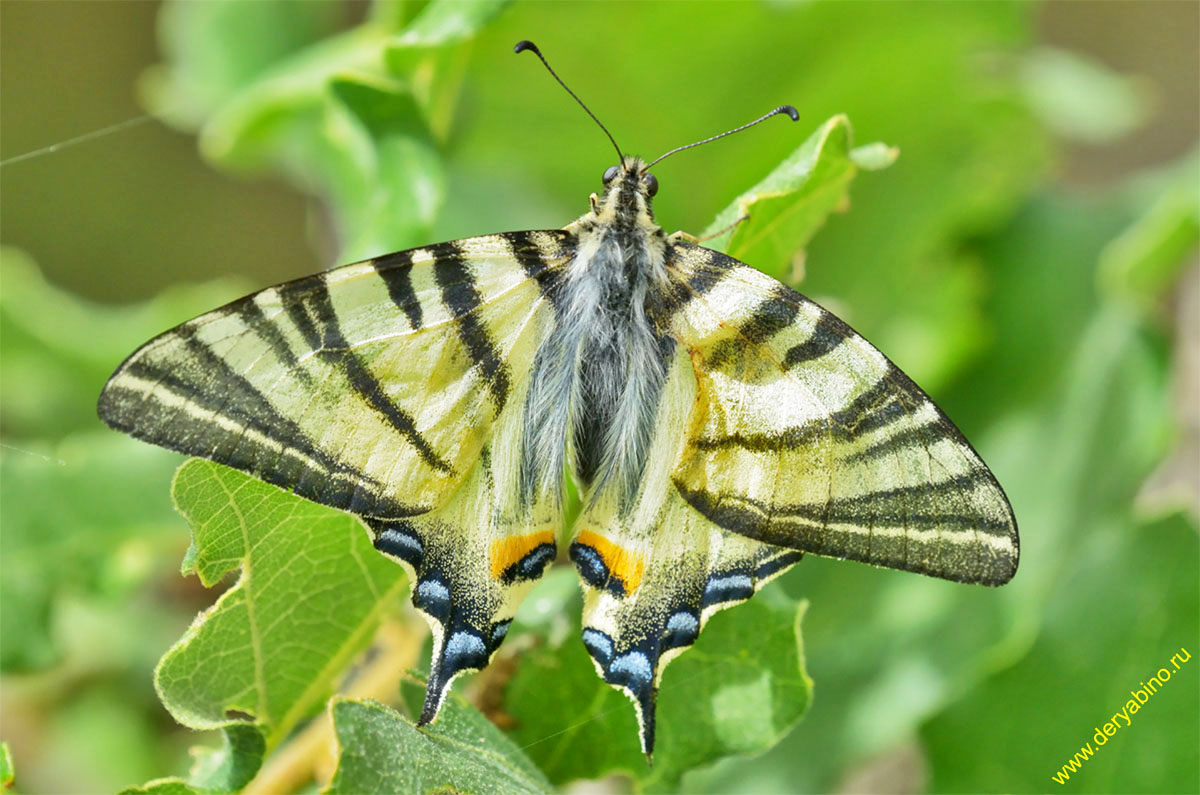  Iphiclides podalirius  Madzharovo