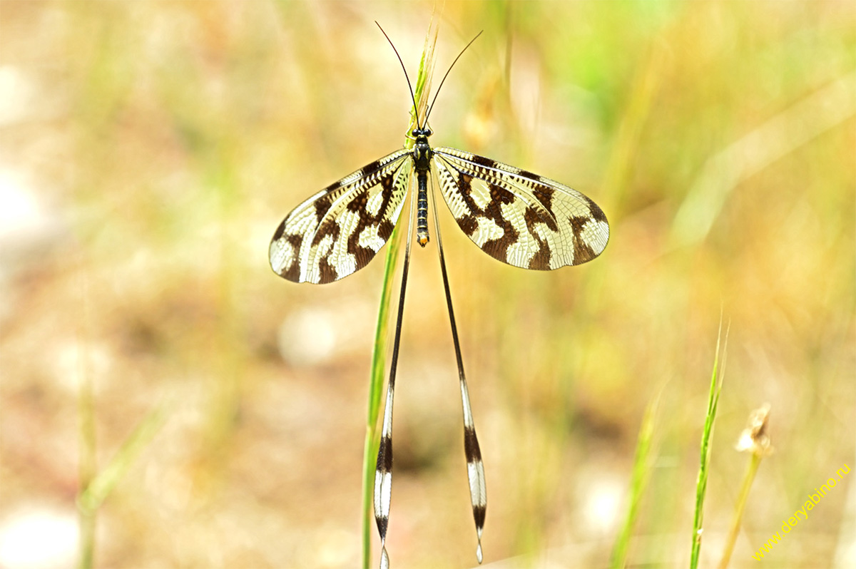   Nemoptera sinuata