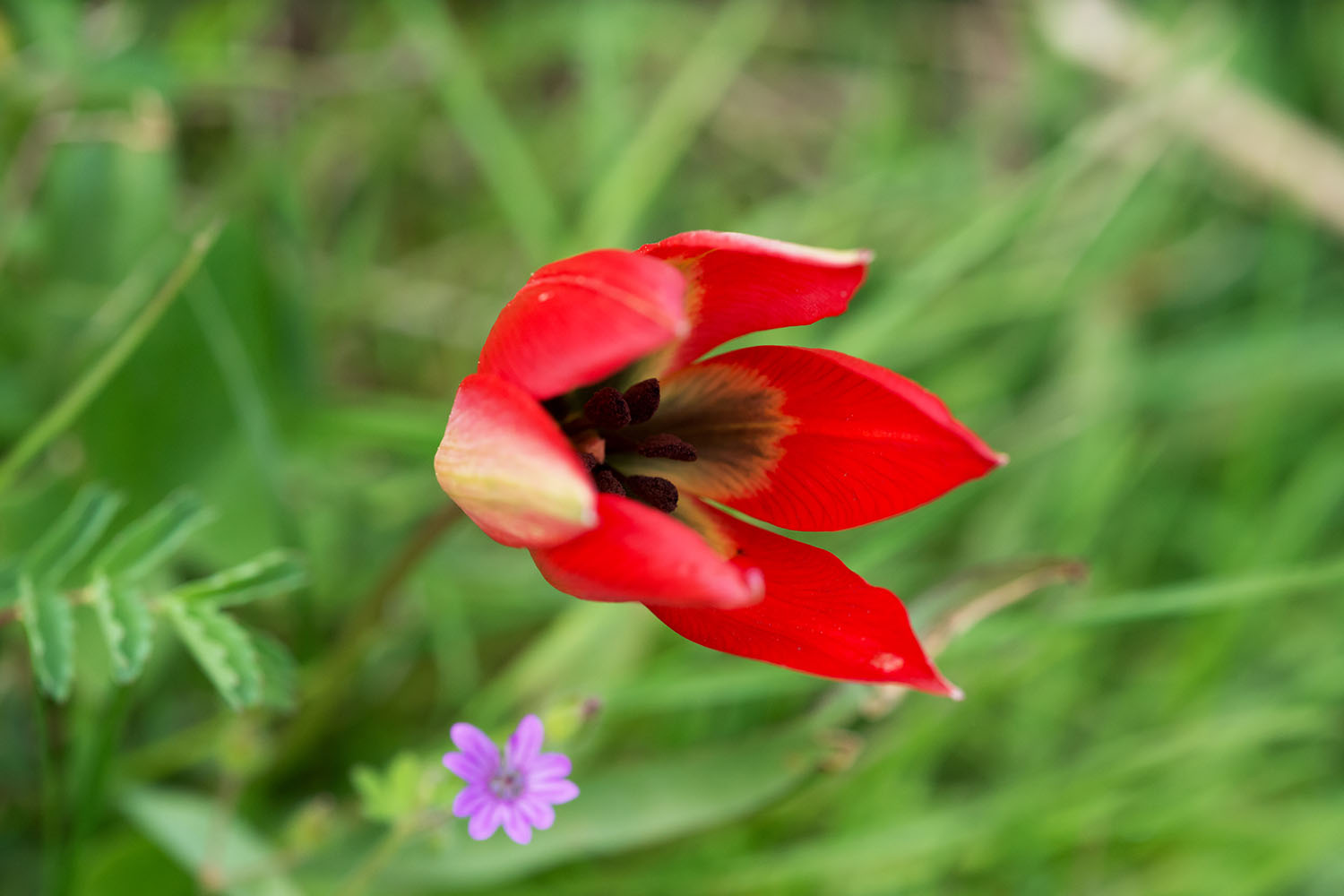 Tulipa thracica    Island Saint Ivan