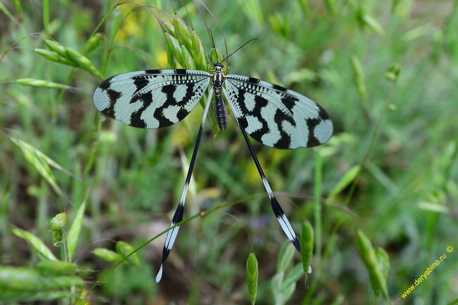  Nemopteridae