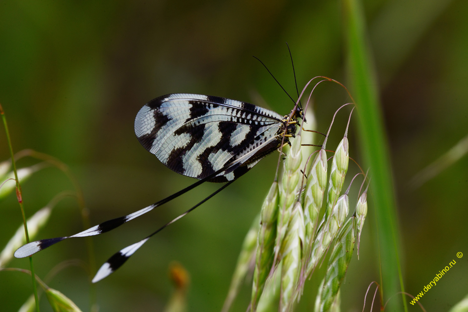  Nemopteridae