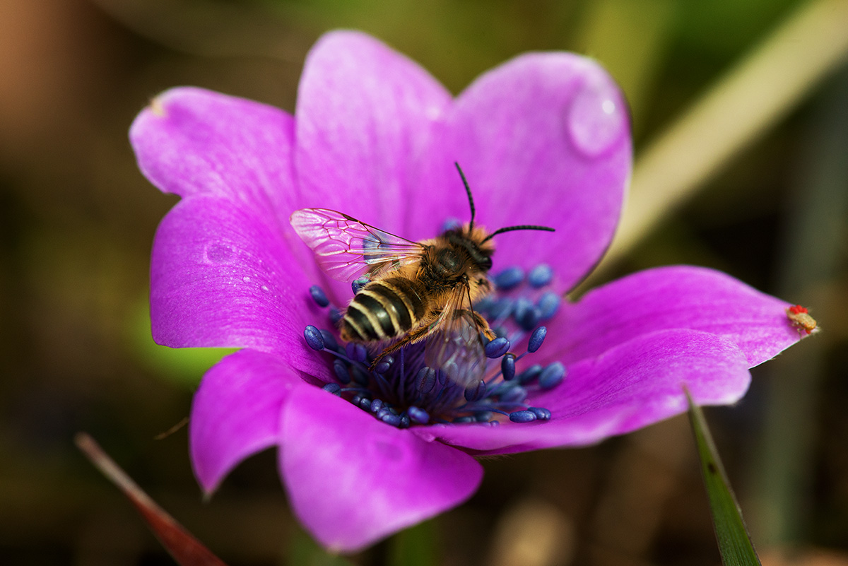 Micro-Nikkor AF 200mm f/4 D ED