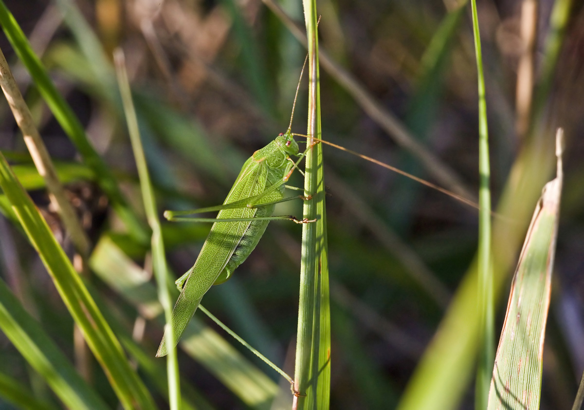 Phaneroptera Sigma 150/2.8 EX APO Macro DG