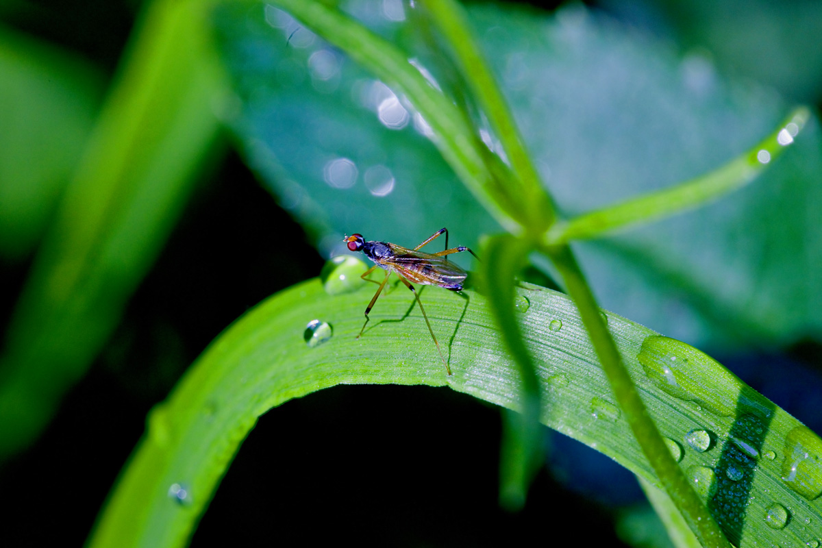 Sigma 150/2.8 EX APO Macro DG