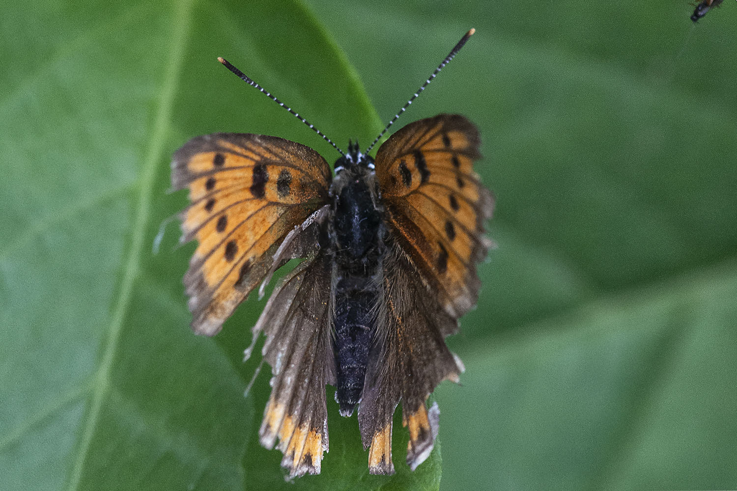 Lycaena dispar  