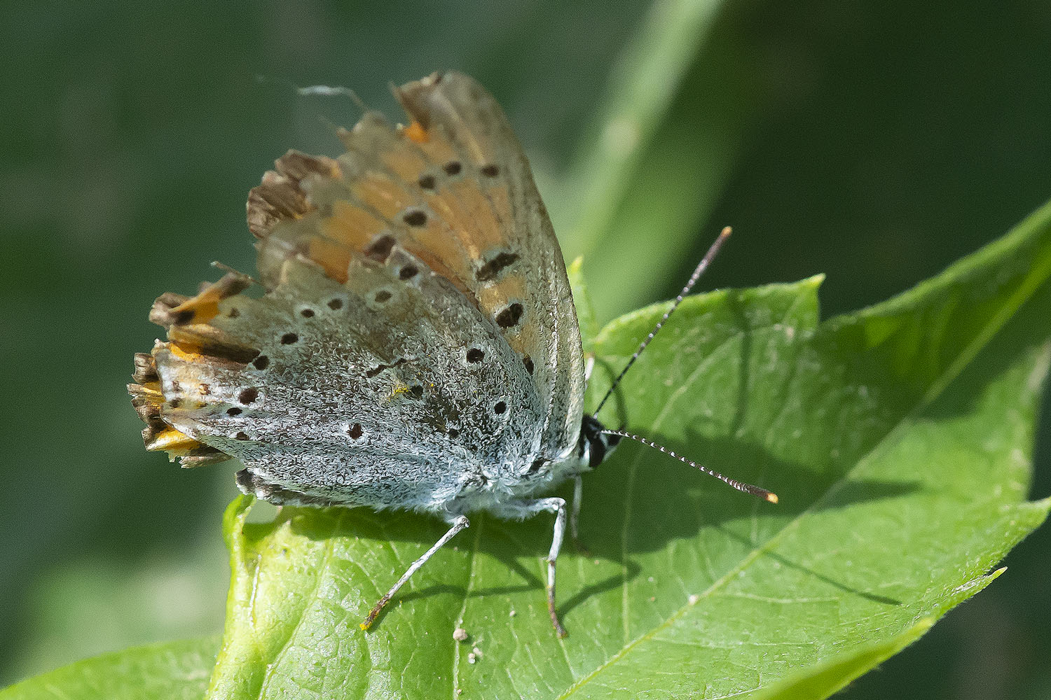 Lycaena dispar  