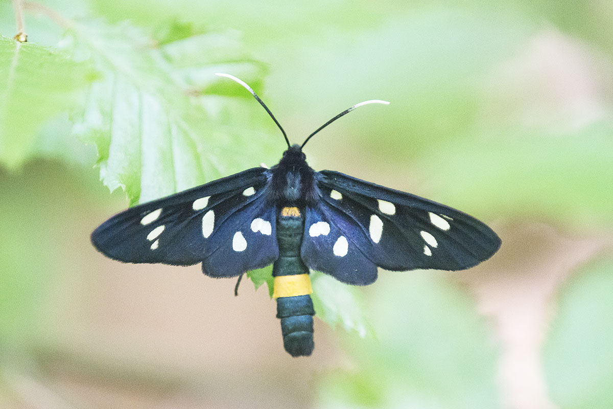  Amata nigricornis