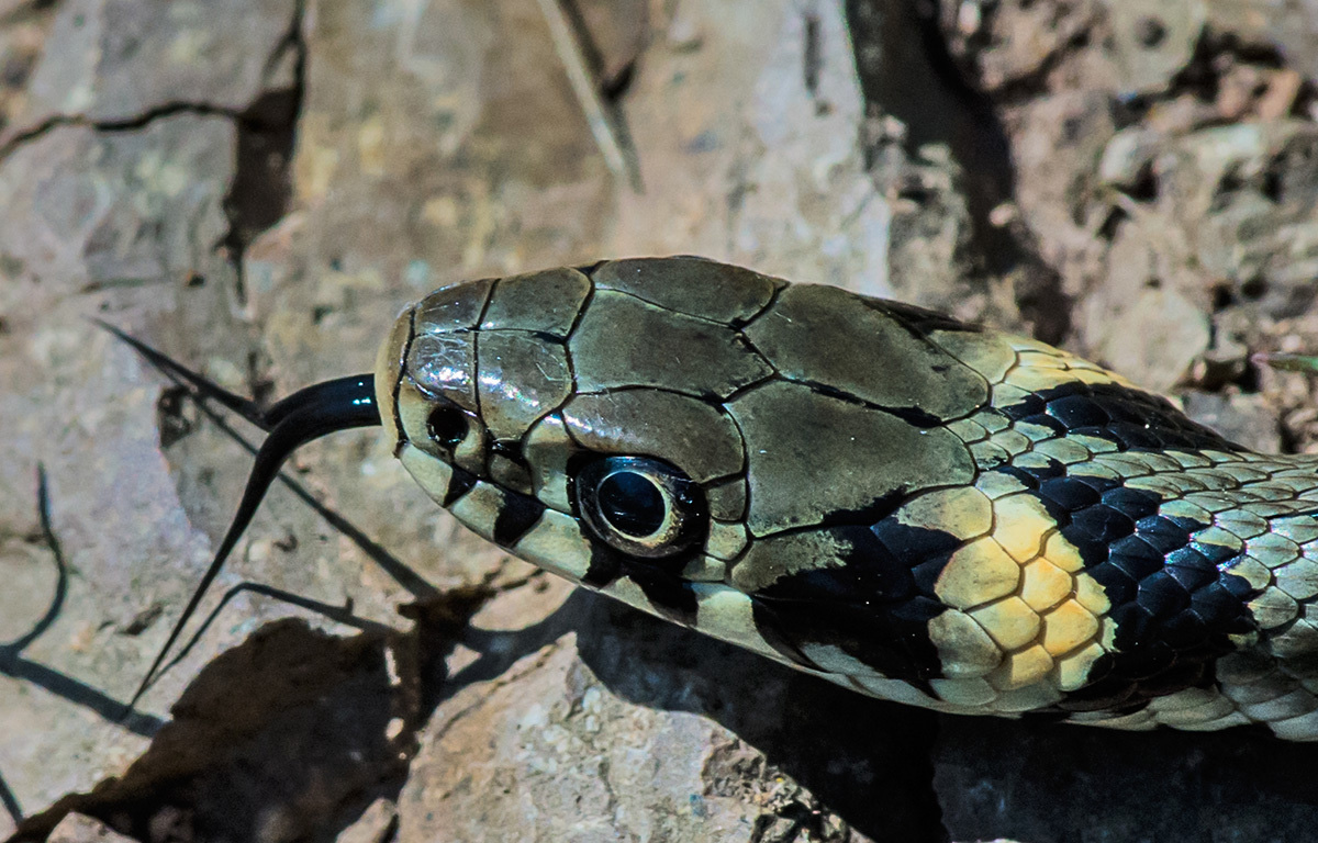  Natrix  snake