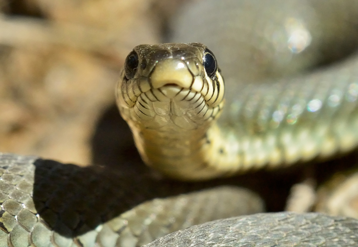  Natrix  snake