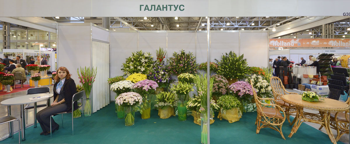 http://www.deryabino.ru/flowers/Crocus/2012/flowers_048_100912.jpg