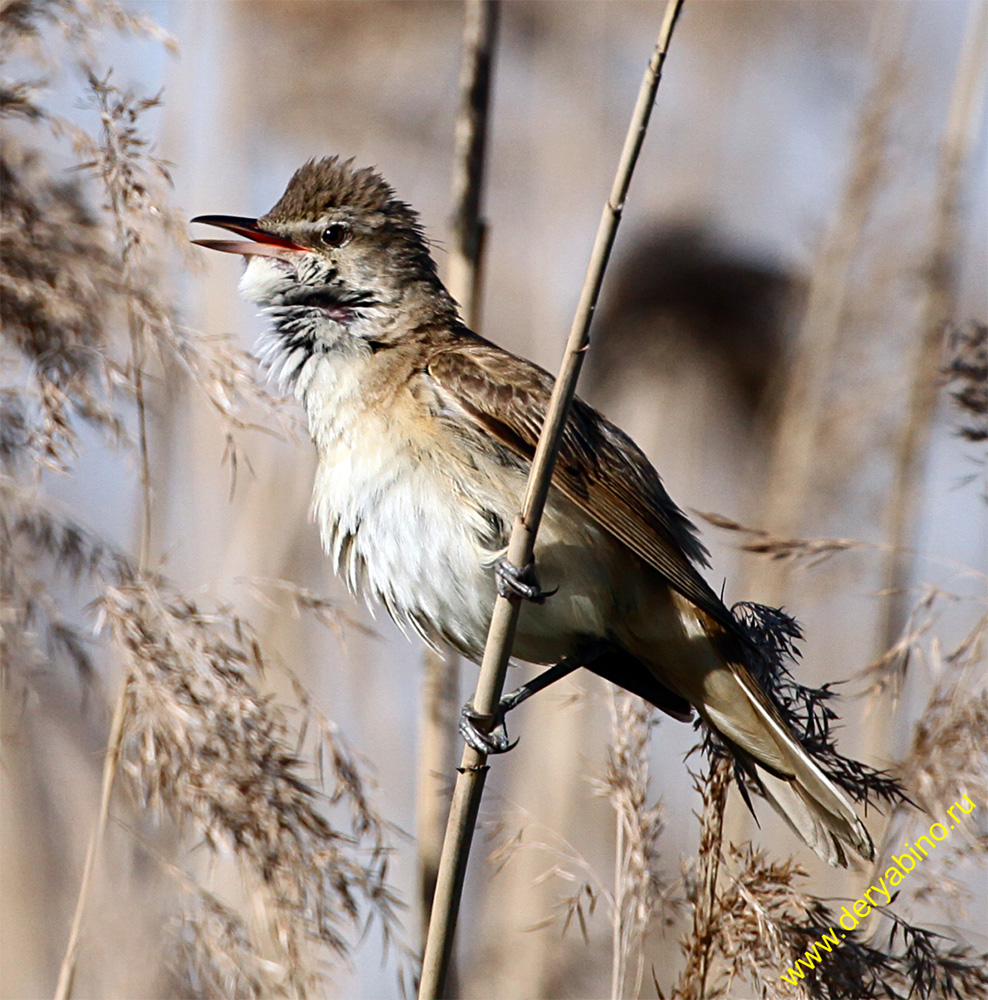   Acrocephalus arundinaceus Great Reed Warbler