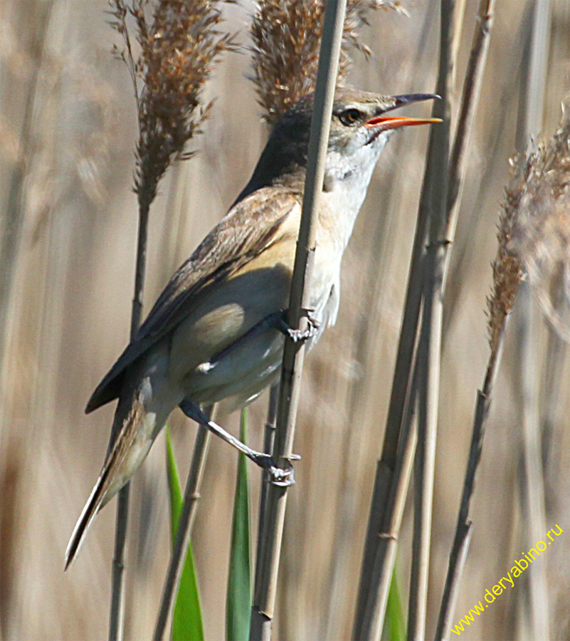   Acrocephalus arundinaceus Great Reed Warbler