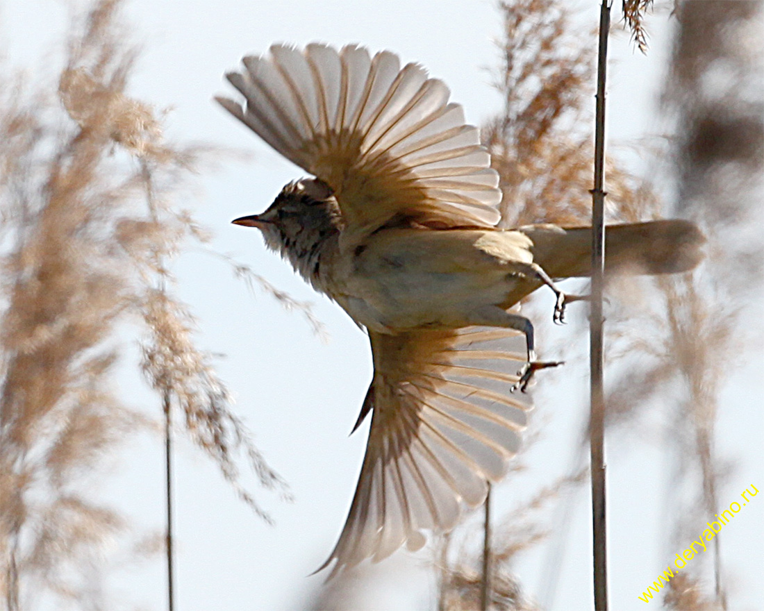   Acrocephalus arundinaceus Great Reed Warbler