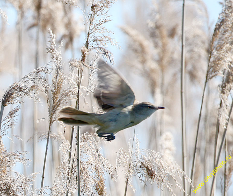   Acrocephalus arundinaceus Great Reed Warbler