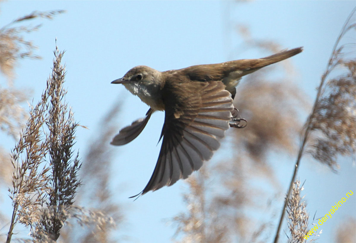   Acrocephalus arundinaceus Great Reed Warbler