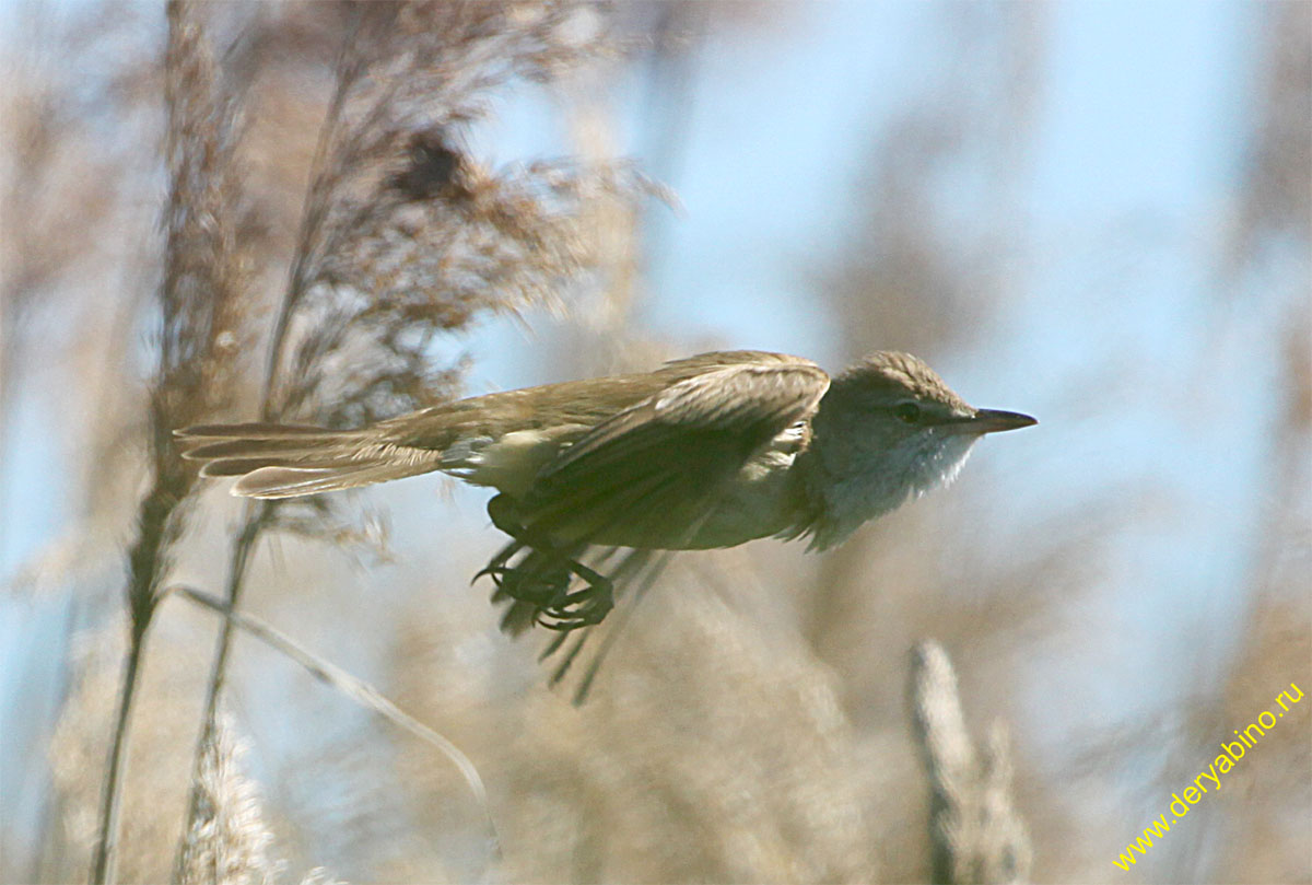   Acrocephalus arundinaceus Great Reed Warbler