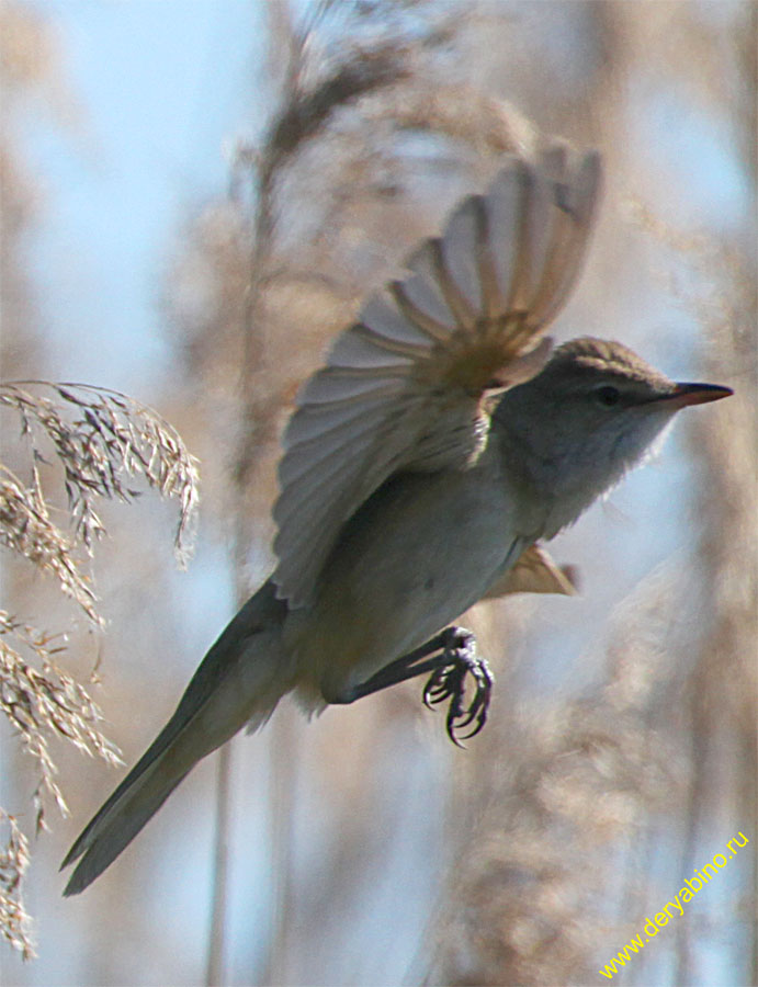   Acrocephalus arundinaceus Great Reed Warbler