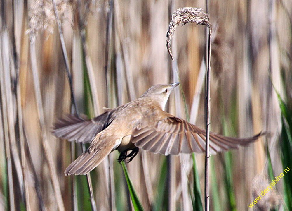   Acrocephalus arundinaceus Great Reed Warbler