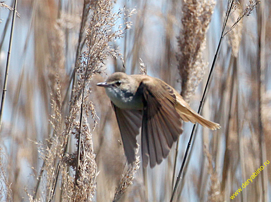   Acrocephalus arundinaceus Great Reed Warbler