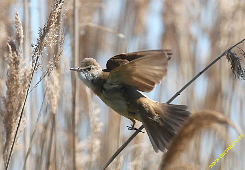   Acrocephalus arundinaceus Great Reed Warbler