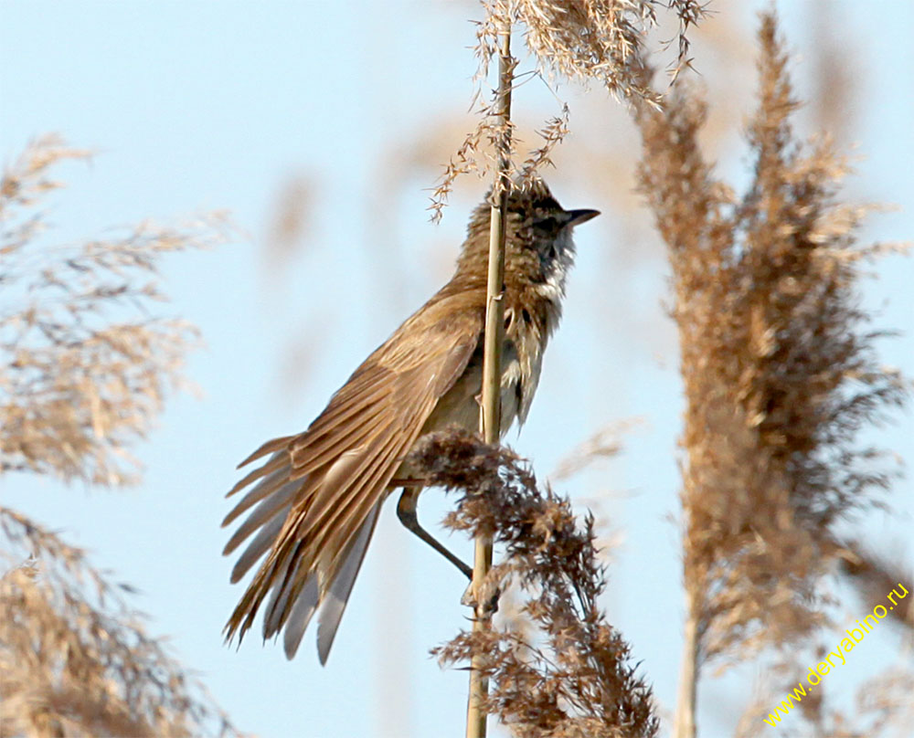   Acrocephalus arundinaceus Great Reed Warbler