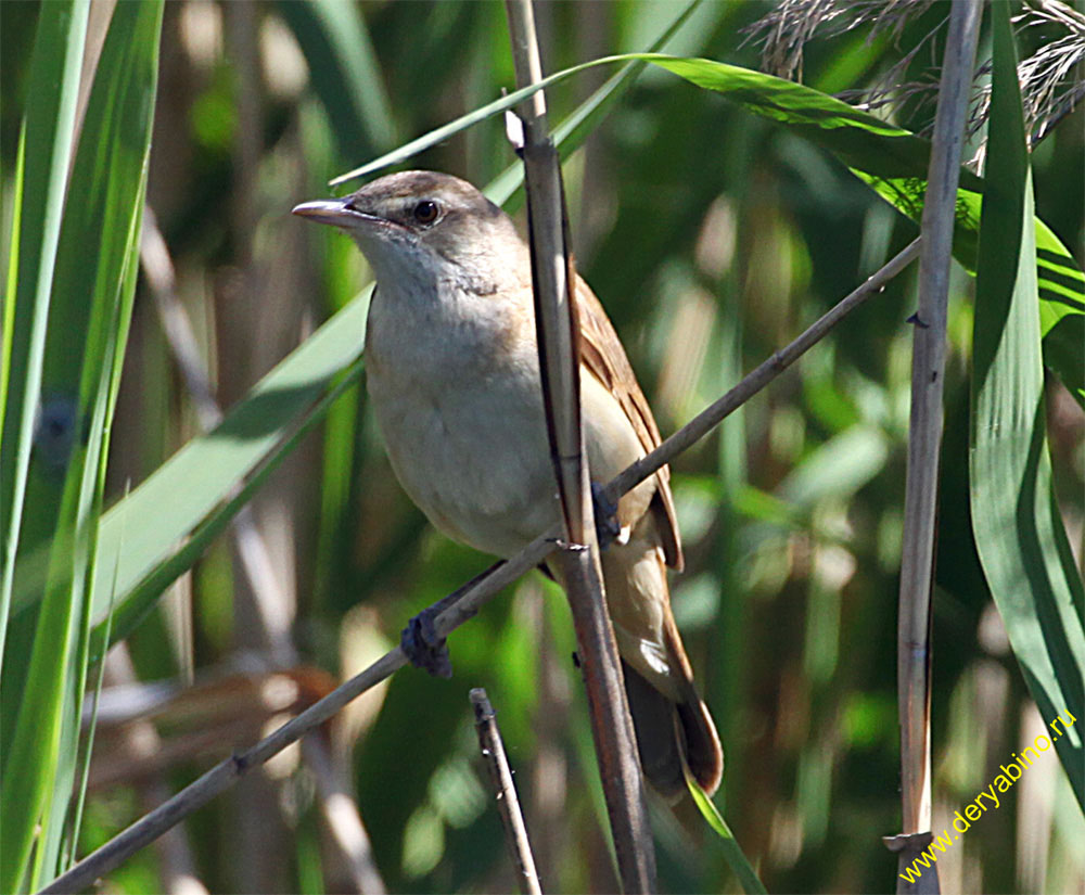   Acrocephalus arundinaceus Great Reed Warbler