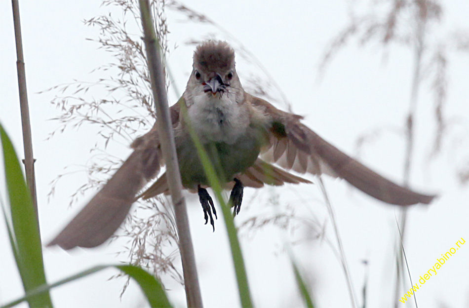   Acrocephalus arundinaceus Great Reed Warbler