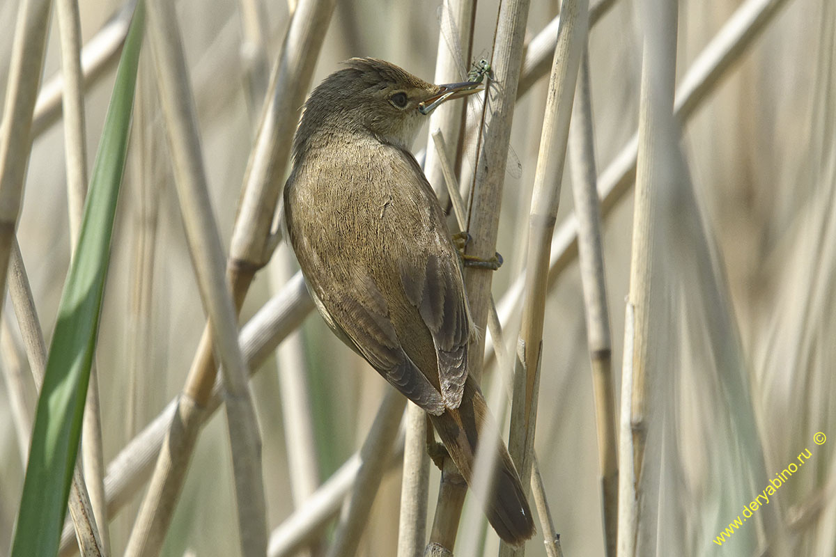   Acrocephalus arundinaceus Great Reed Warbler