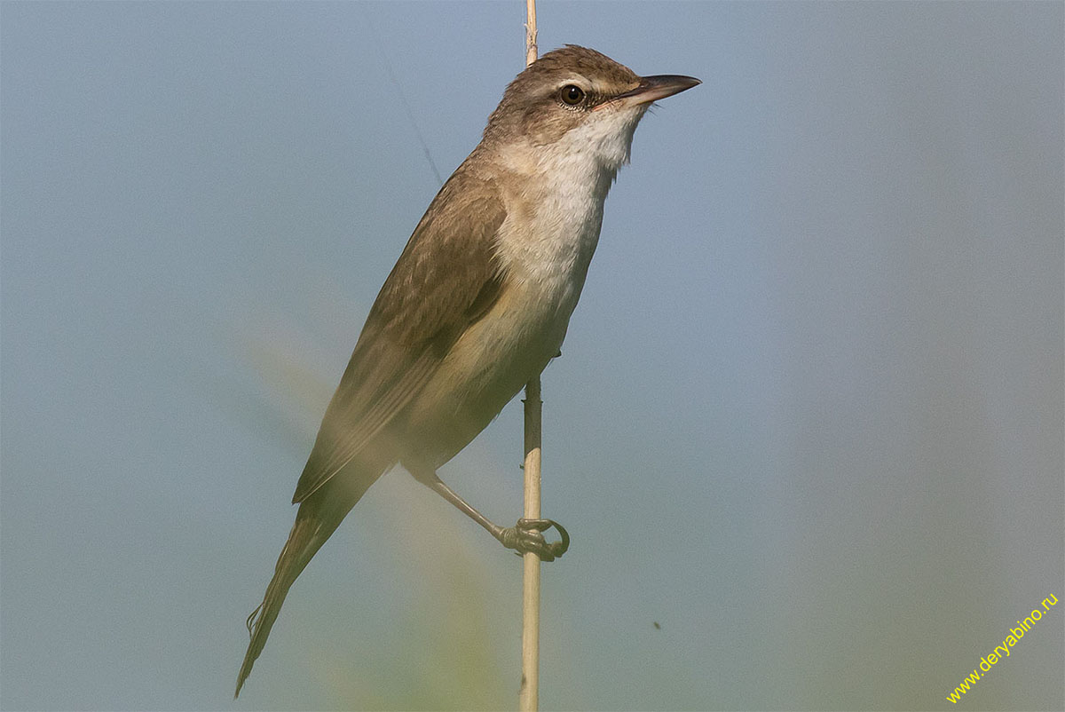   Acrocephalus arundinaceus Great Reed Warbler