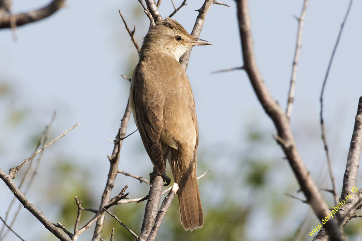   Acrocephalus arundinaceus Great Reed Warbler