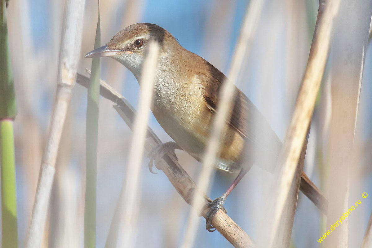   Acrocephalus arundinaceus Great Reed Warbler