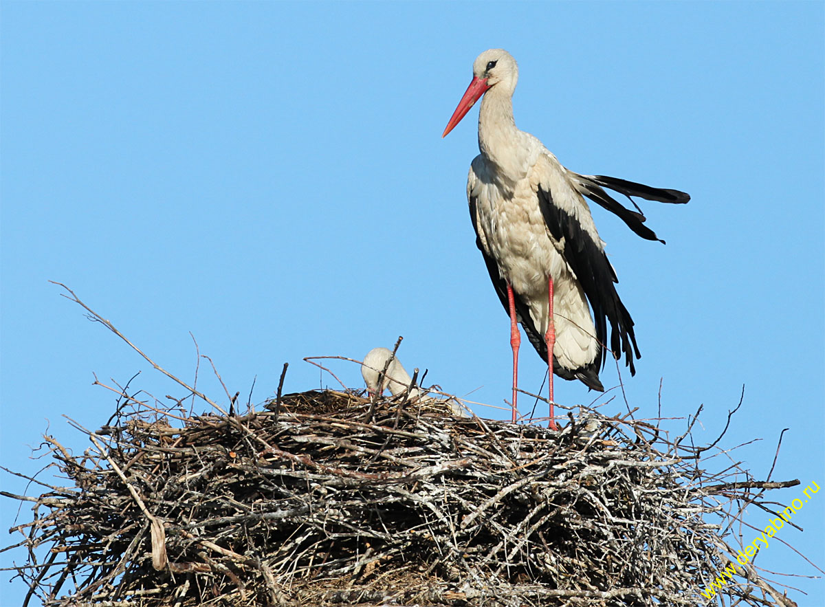   Ciconia ciconia European White Stork