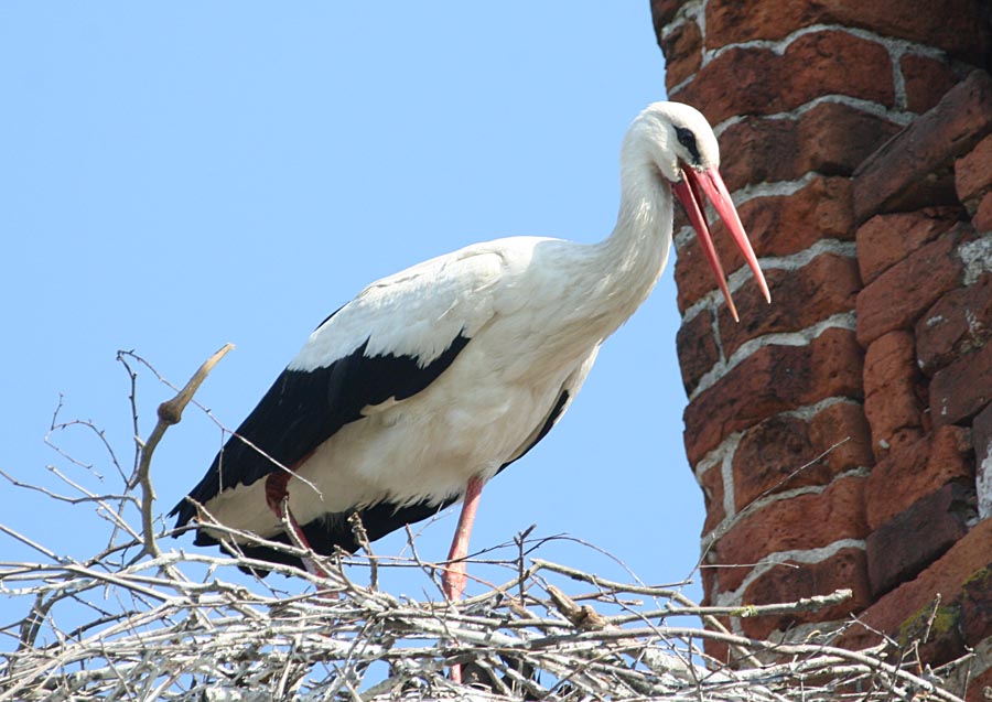   Ciconia ciconia European White Stork