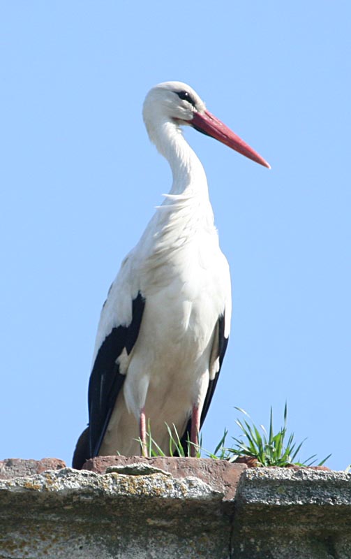   Ciconia ciconia European White Stork