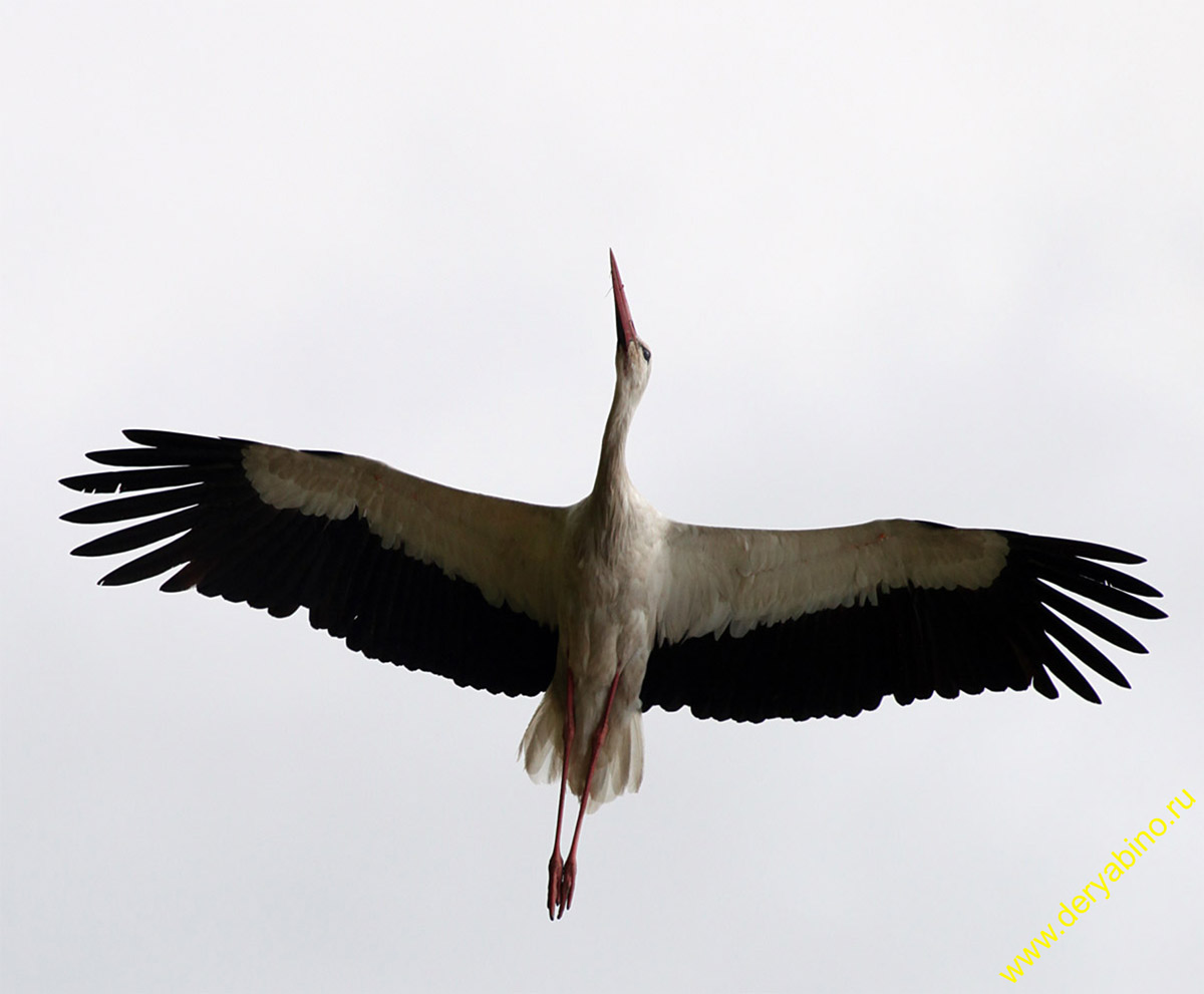   Ciconia ciconia European White Stork