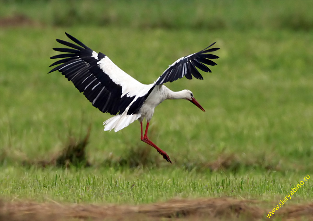   Ciconia ciconia European White Stork