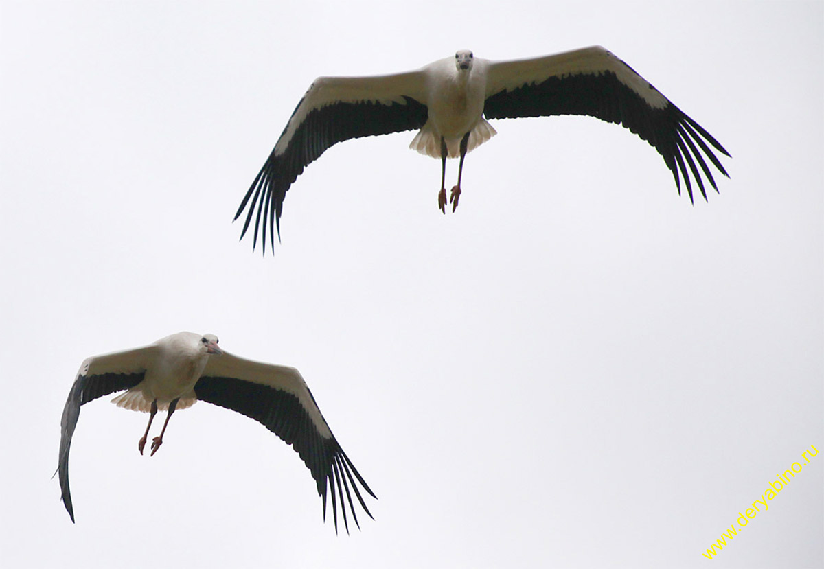   Ciconia ciconia European White Stork