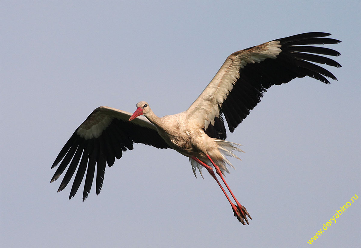   Ciconia ciconia European White Stork