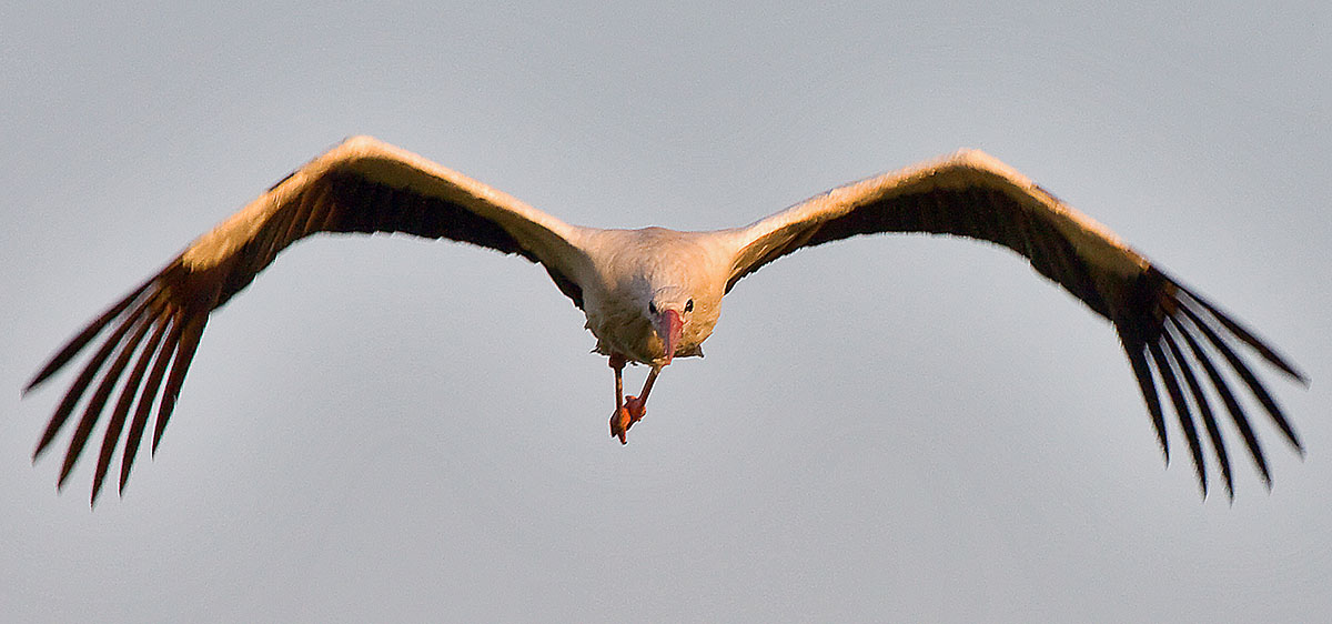   Ciconia ciconia European White Stork