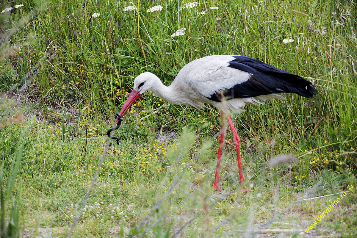   Ciconia ciconia European White Stork