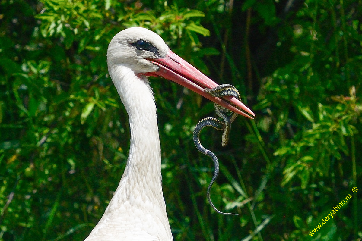   Ciconia ciconia European White Stork