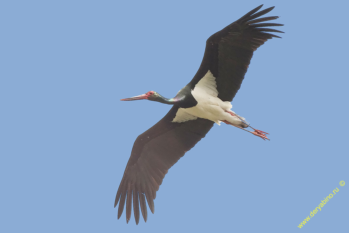 ׸  Ciconia nigra Black stork