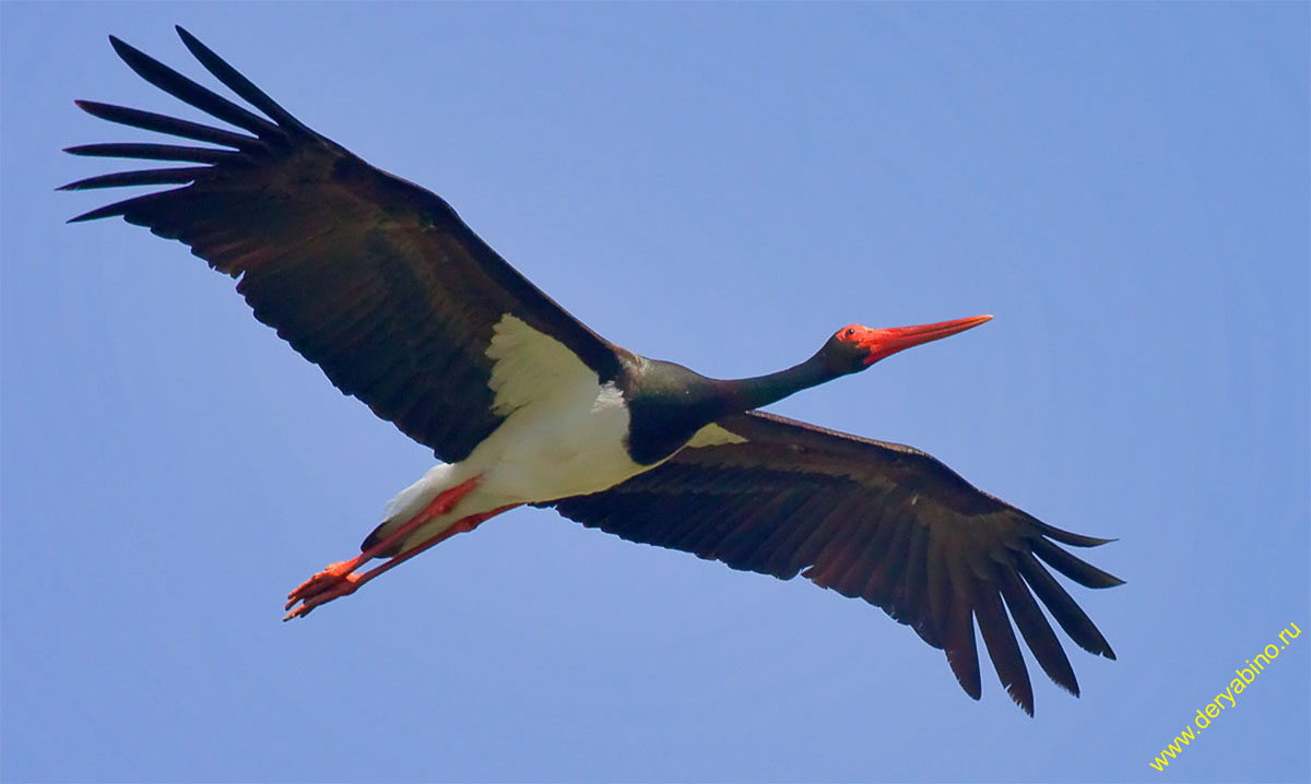 ׸  Ciconia nigra Black stork