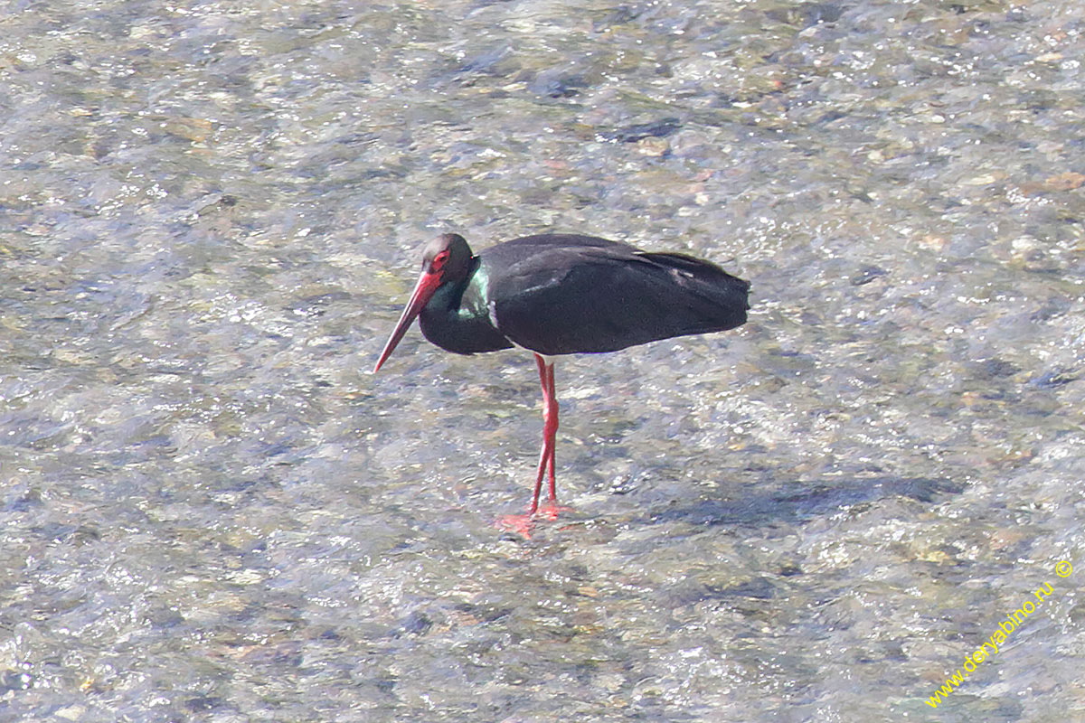 ׸  Ciconia nigra Black stork