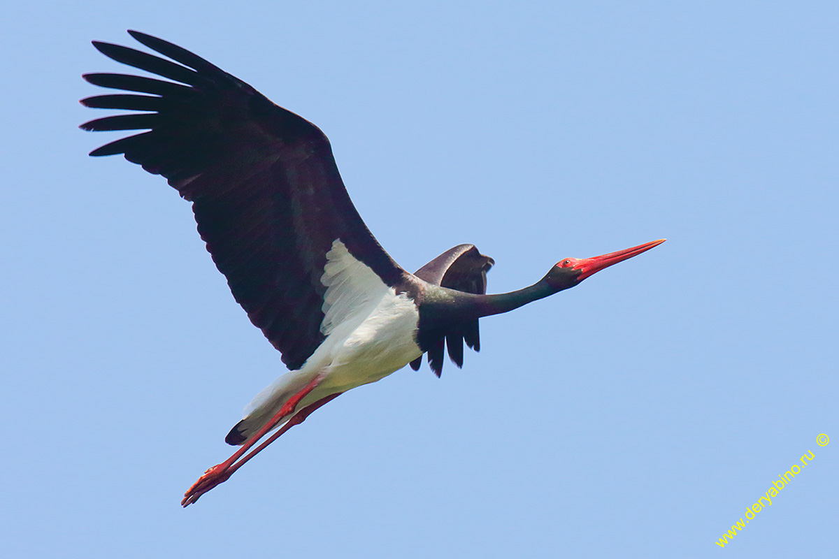 ׸  Ciconia nigra Black stork