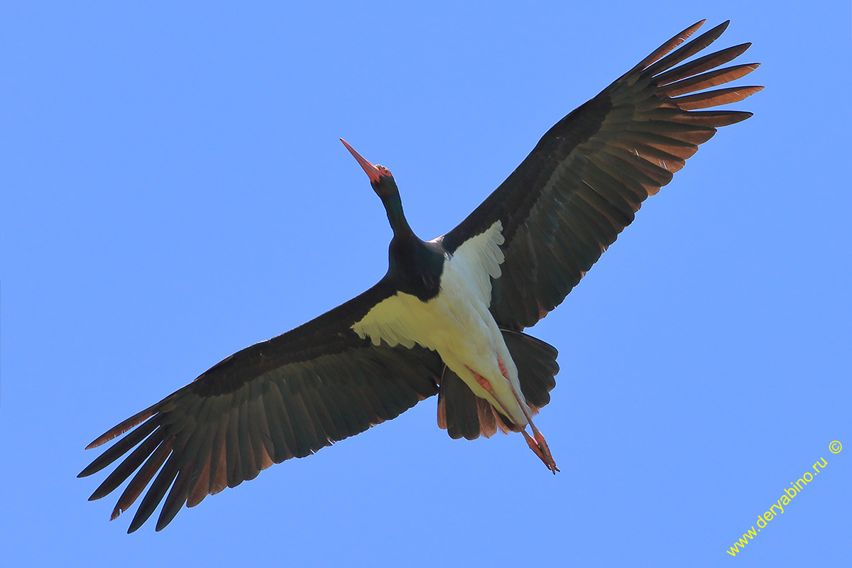 ׸  Ciconia nigra Black stork