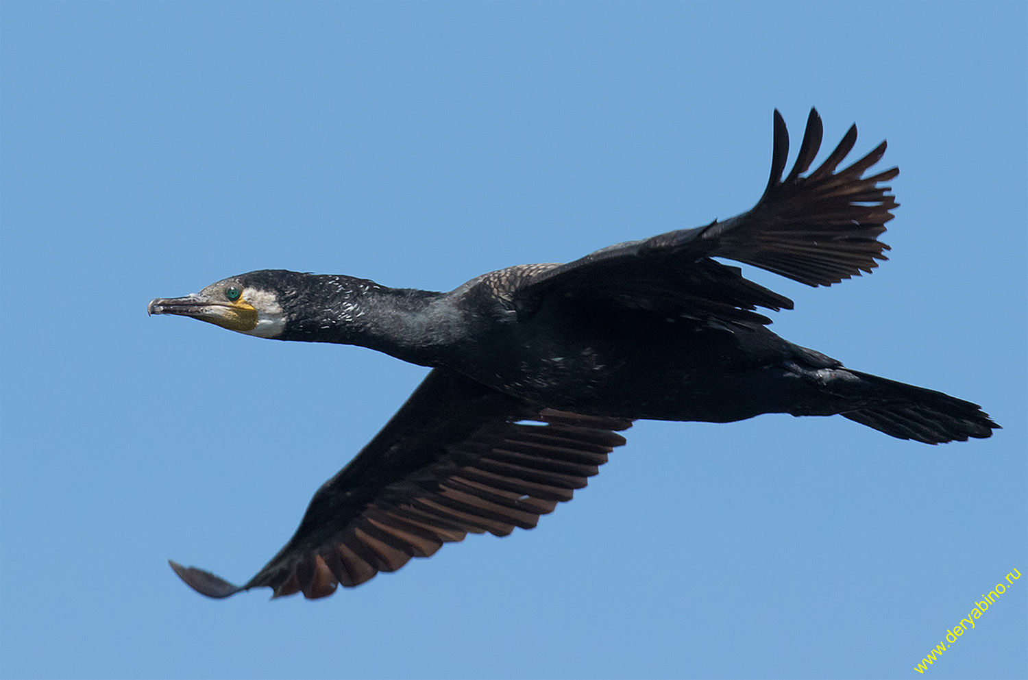   Phalacrocorax carbo Great cormorant