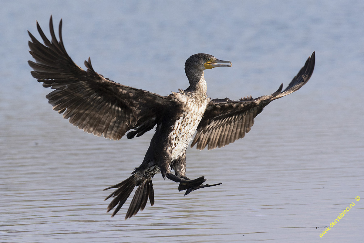   Phalacrocorax carbo Great cormorant