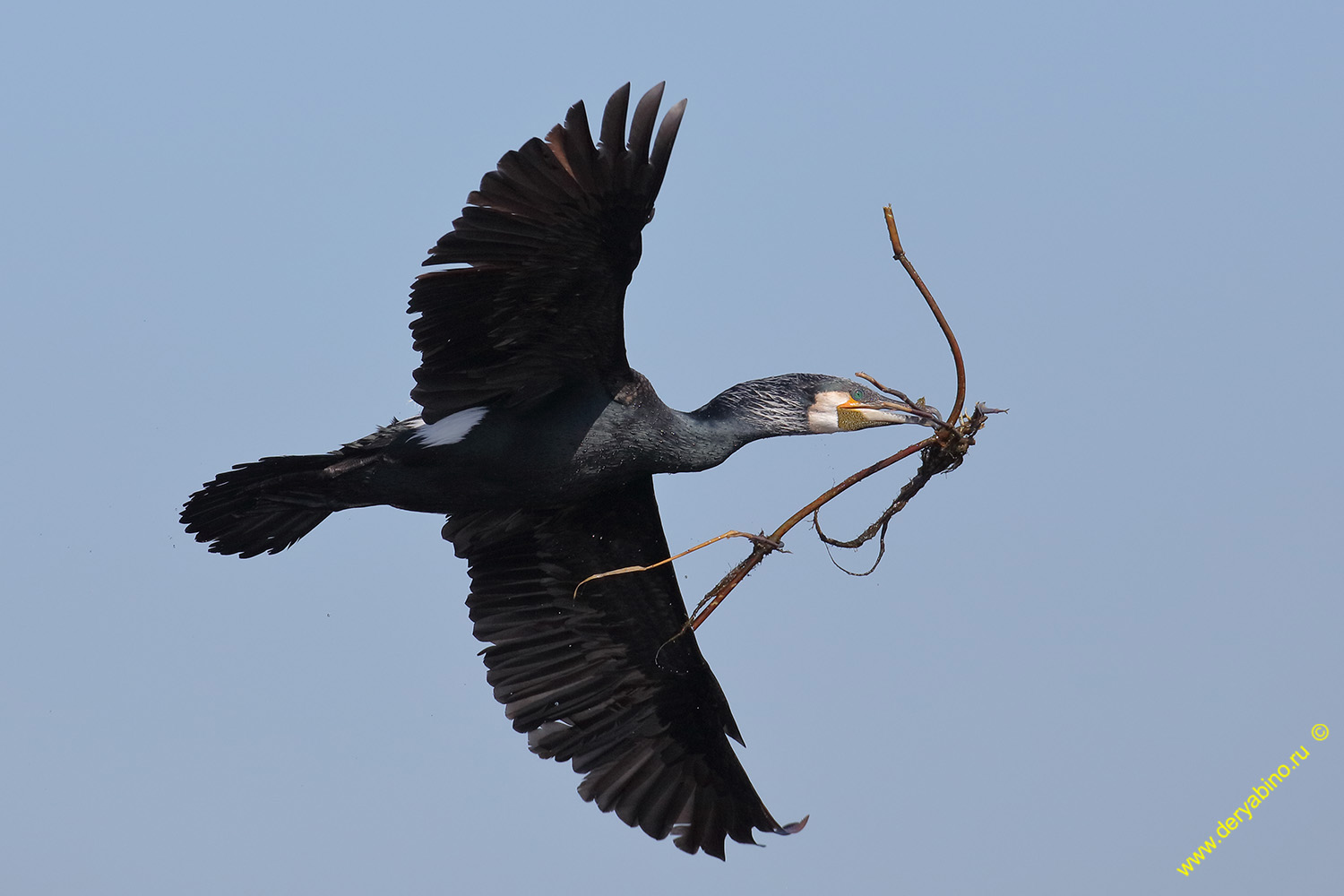 Большой баклан Phalacrocorax carbo Great cormorant