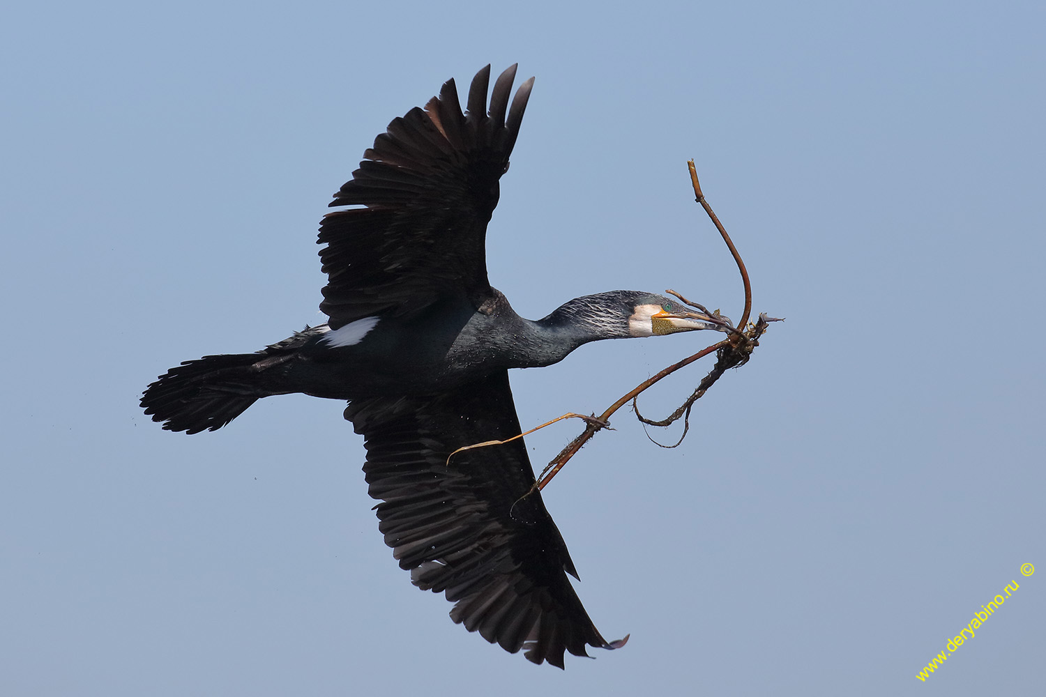   Phalacrocorax carbo Great cormorant